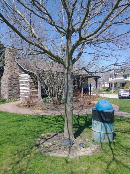 MEDAL OF HONOR RED OAK TREE MEMORIAL