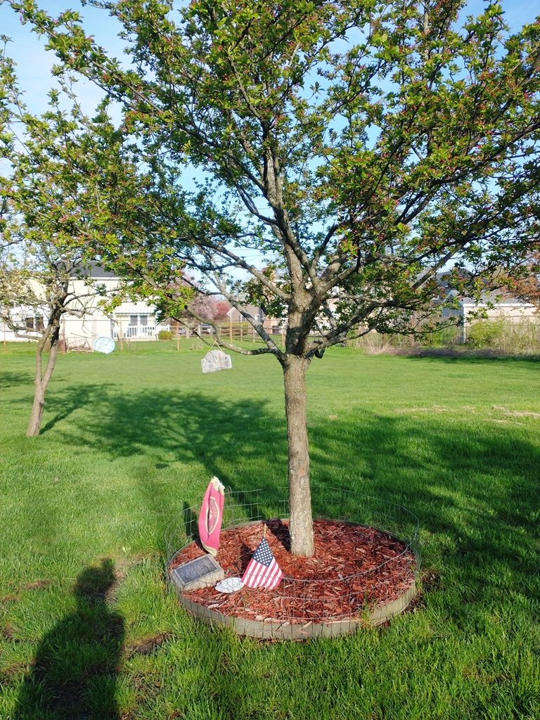 LCPL KYLE SPORLEDER WAR MEMORIAL TREE