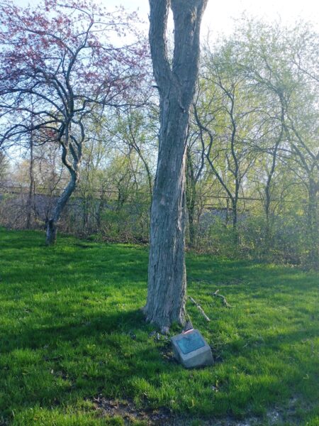 JACK NICHOLS WAR MEMORIAL TREE