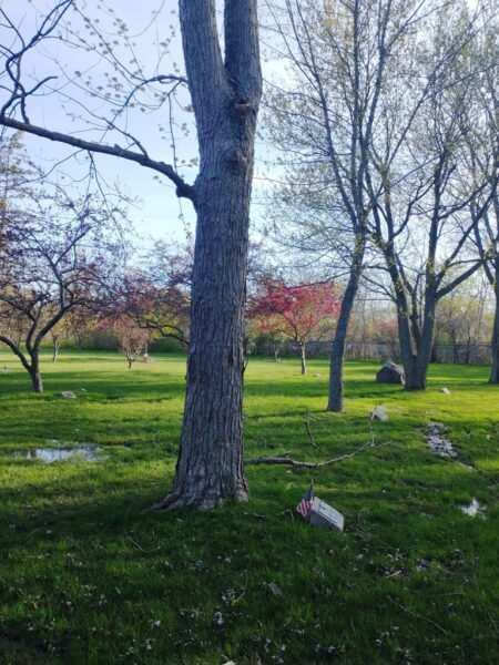 ARTHUR P. JONES, JR. WAR MEMORIAL TREE