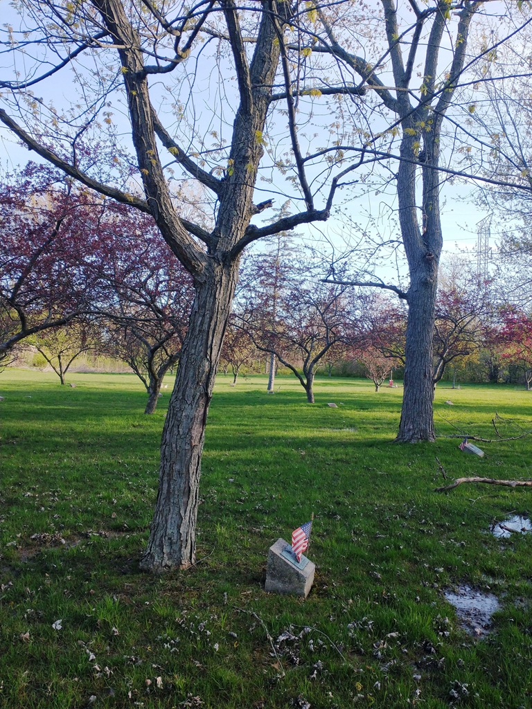 CHAS WILLIAM JONES WAR MEMORIAL TREE