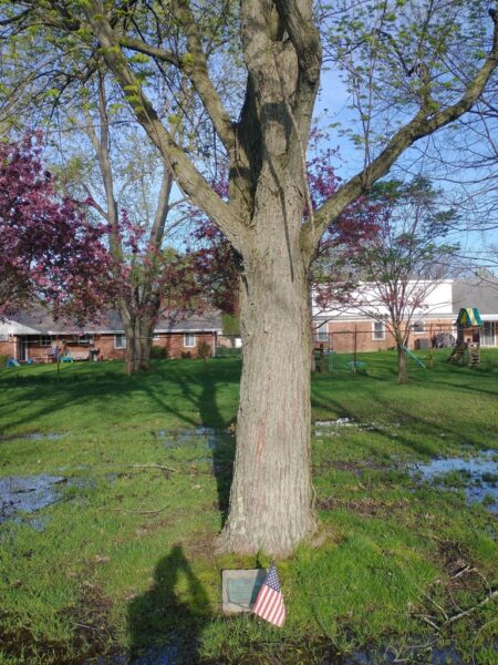 EDWARD G. CARLSON WAR MEMORIAL TREE