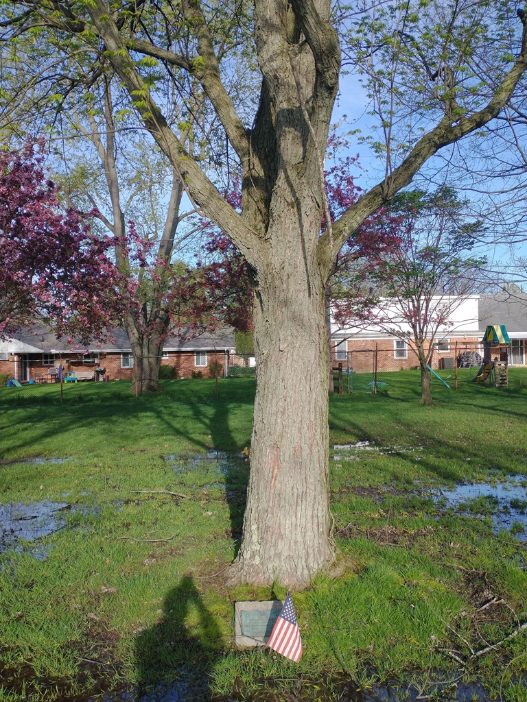 EDWARD G. CARLSON WAR MEMORIAL TREE