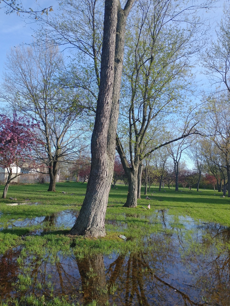 DOUGLAS CORBIN WAR MEMORIAL TREE