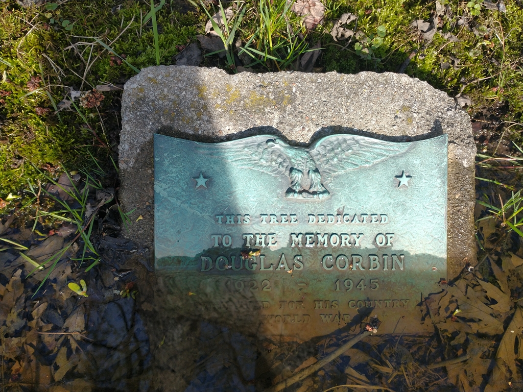 BERNARD O. BROWN WAR MEMORIAL TREE