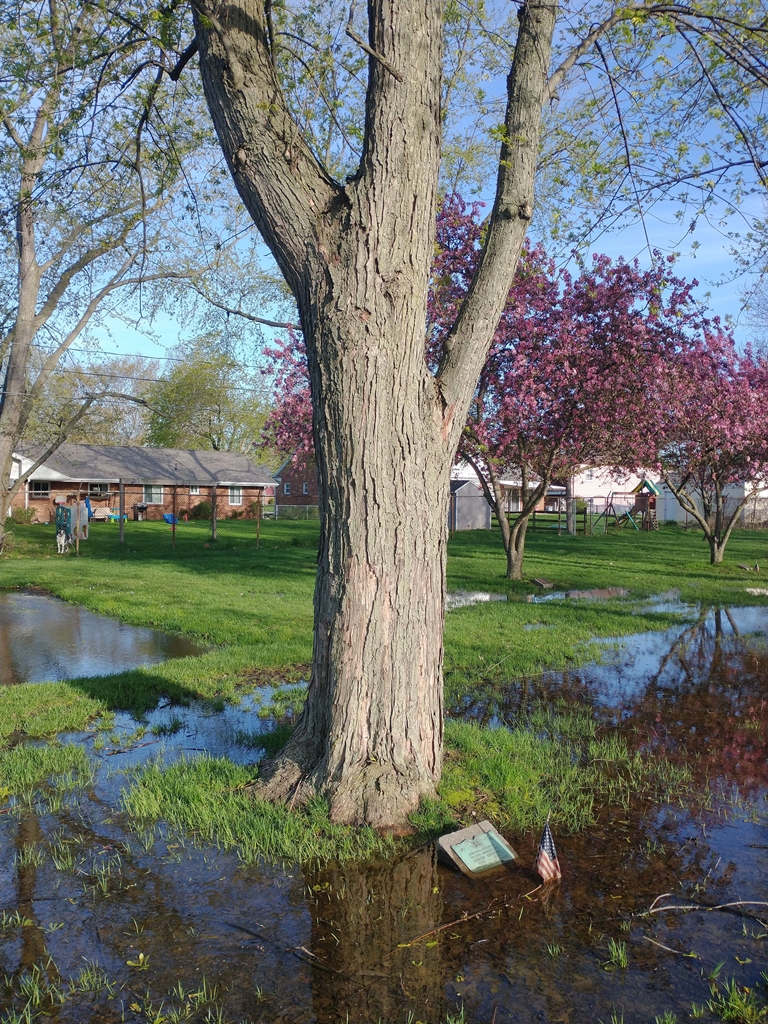 LEROY BREIER WAR MEMORIAL TREE