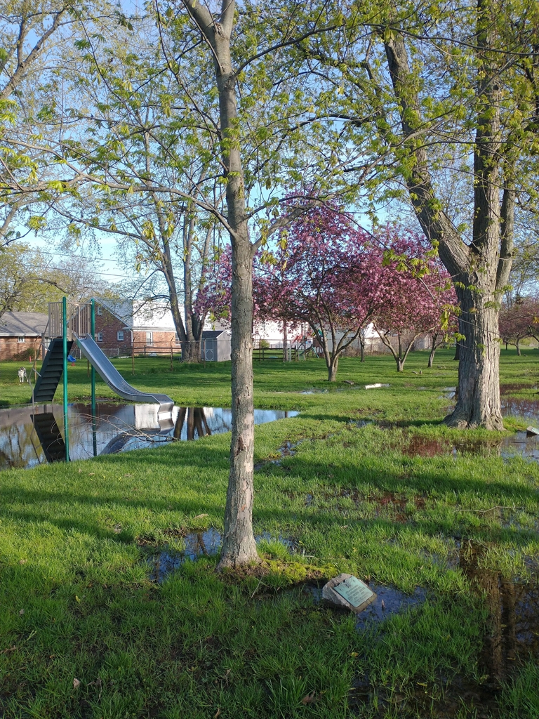 MAX WAYNE BERRY WAR MEMORIAL TREE