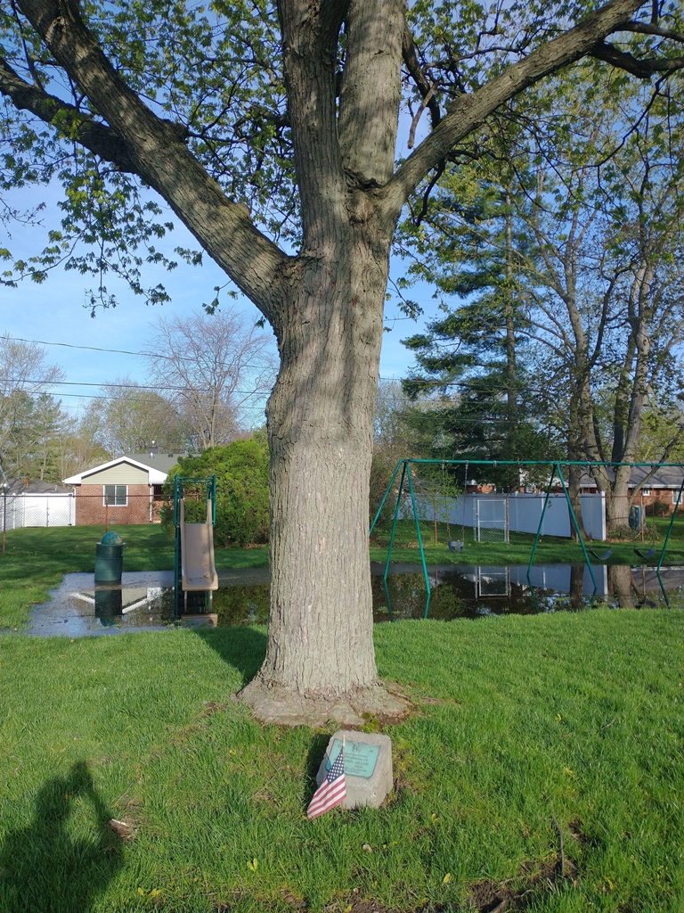 DARRELL ALLEN WAR MEMORIAL TREE