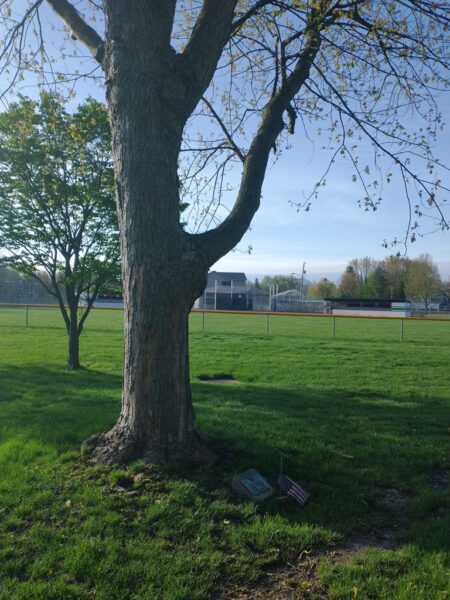 JAMES W. BERRY WAR MEMORIAL TREE