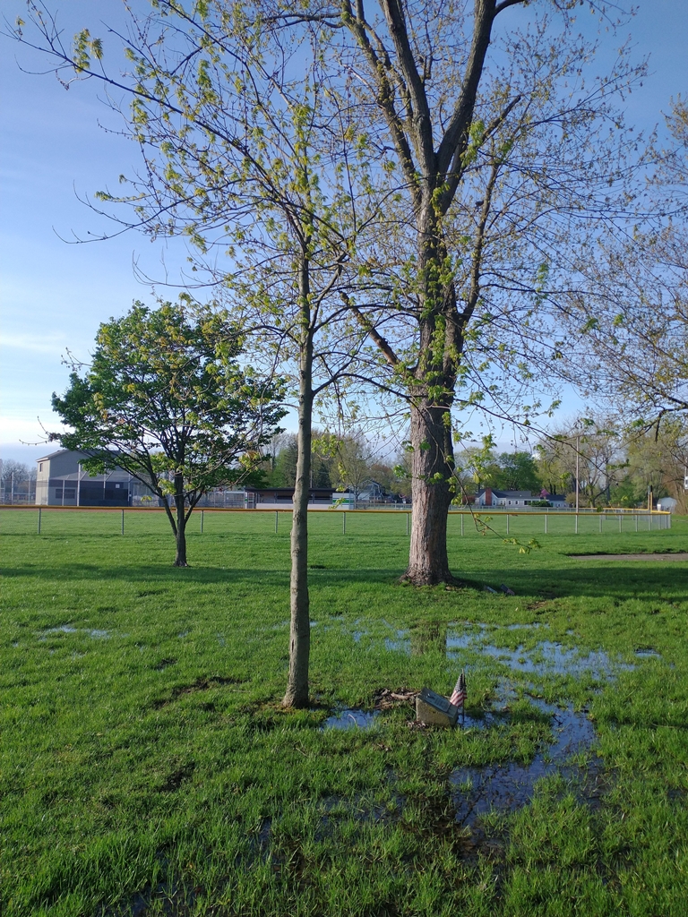 JESS BIEBER WAR MEMORIAL TREE