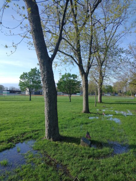RAYMOND CONRAD WAR MEMORIAL TREE