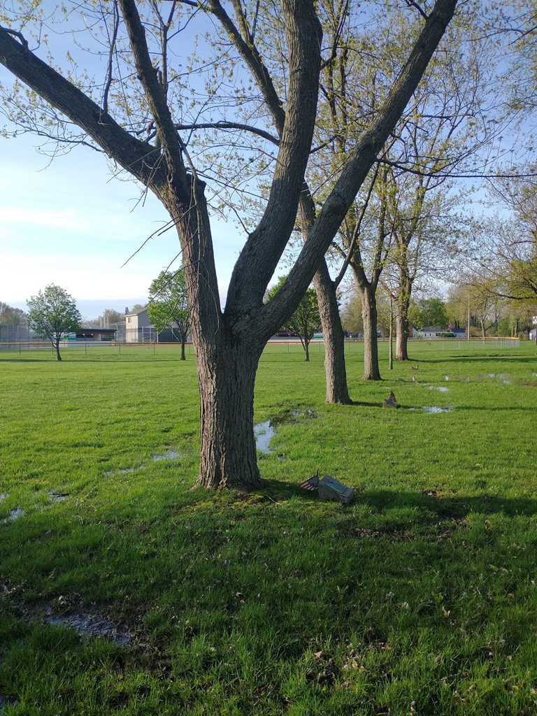 MELVIN DAUER WAR MEMORIAL TREE