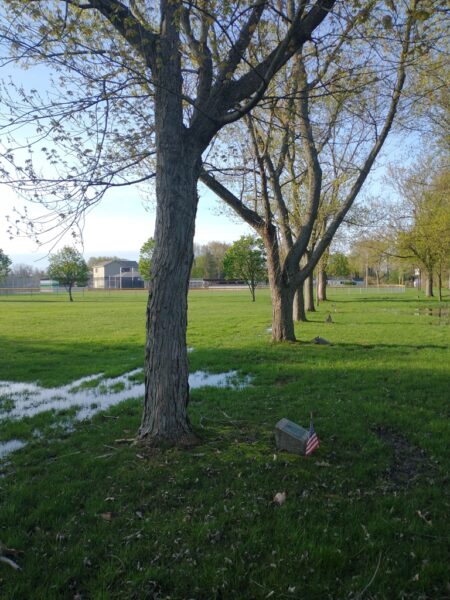 FRED FENDER WAR MEMORIAL TREE