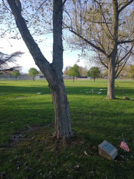 HAROLD JASMUND WAR MEMORIAL TREE