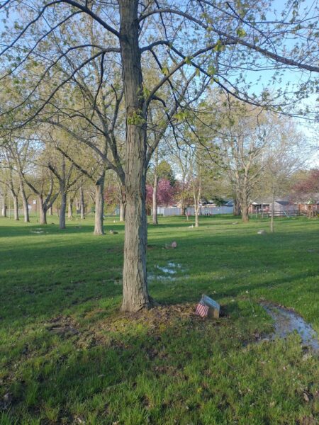 ALFRED E. KNEPPER WAR MEMORIAL TREE