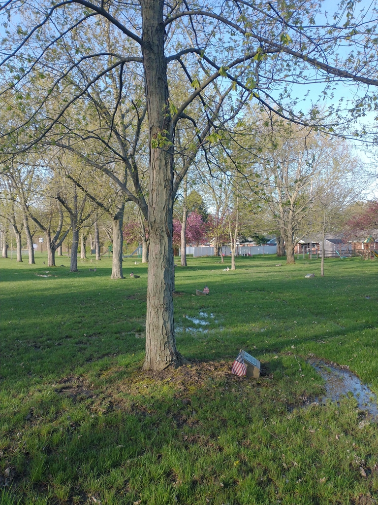 ALFRED E. KNEPPER WAR MEMORIAL TREE