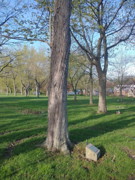 RICHARD MILLER WAR MEMORIAL TREE