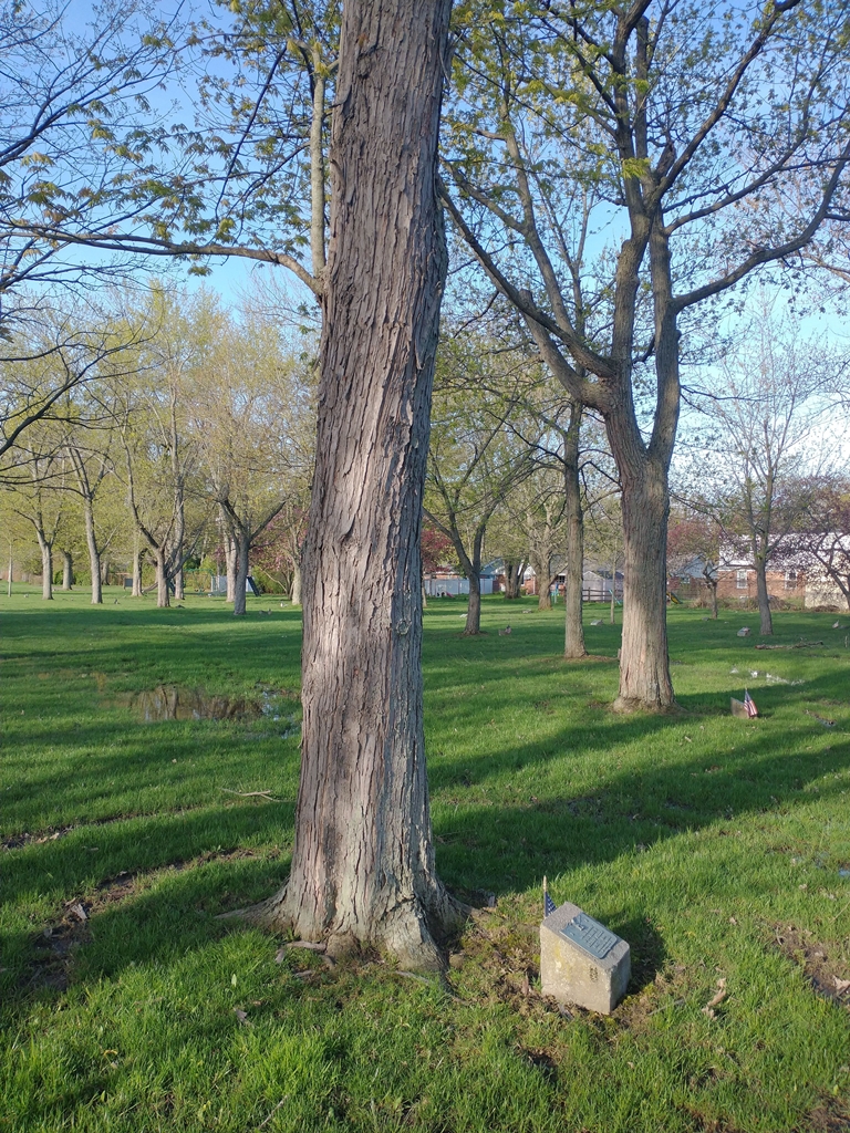 RICHARD MILLER WAR MEMORIAL TREE