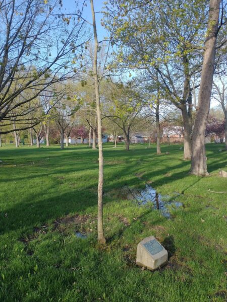 WAYNE MORNINGSTAR WAR MEMORIAL TREE