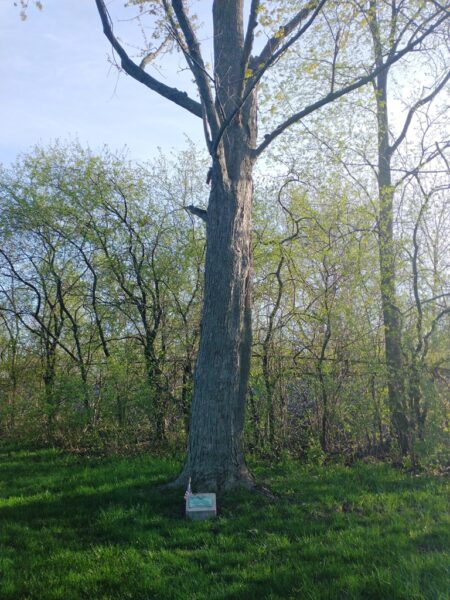 RICHARD PALMER WAR MEMORIAL TREE