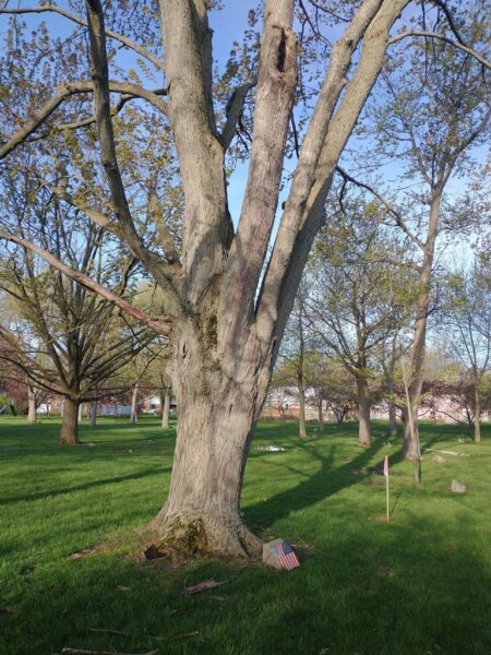 SYLVESTER J. PAKULSKY WAR MEMORIAL TREE