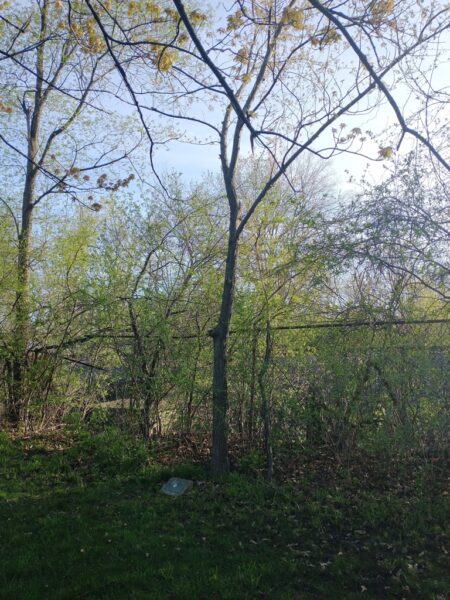 CHESTER ZWAYER WAR MEMORIAL TREE