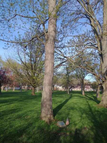 HOWARD PRATT WAR MEMORIAL TREE