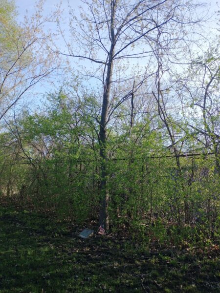 WILLIAM C. KROLL WAR MEMORIAL TREE