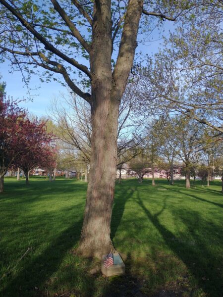 JAMES S. RANDALL WAR MEMORIAL TREE