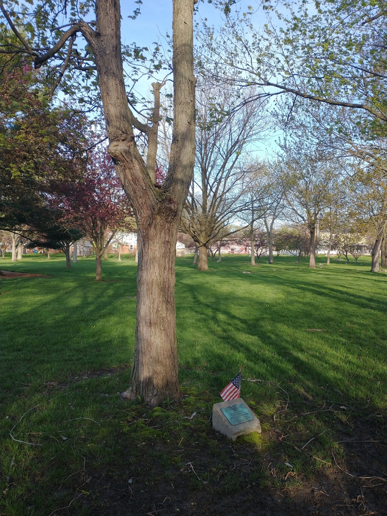 ORIN D. REYNOLDS WAR MEMORIAL TREE