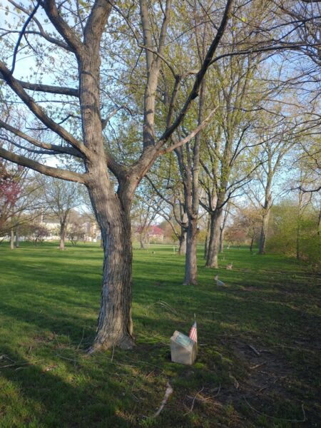 DAVID ROBINSON WAR MEMORIAL TREE