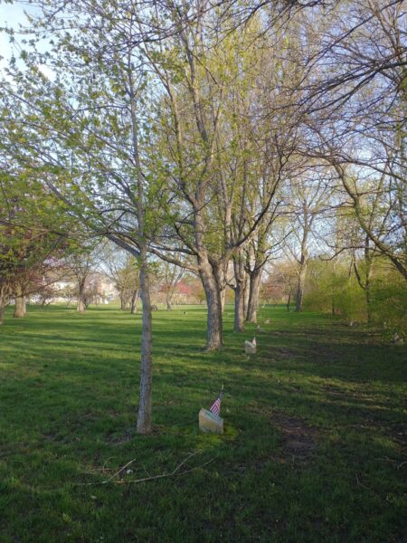 KENNETH SHULL WAR MEMORIAL TREE