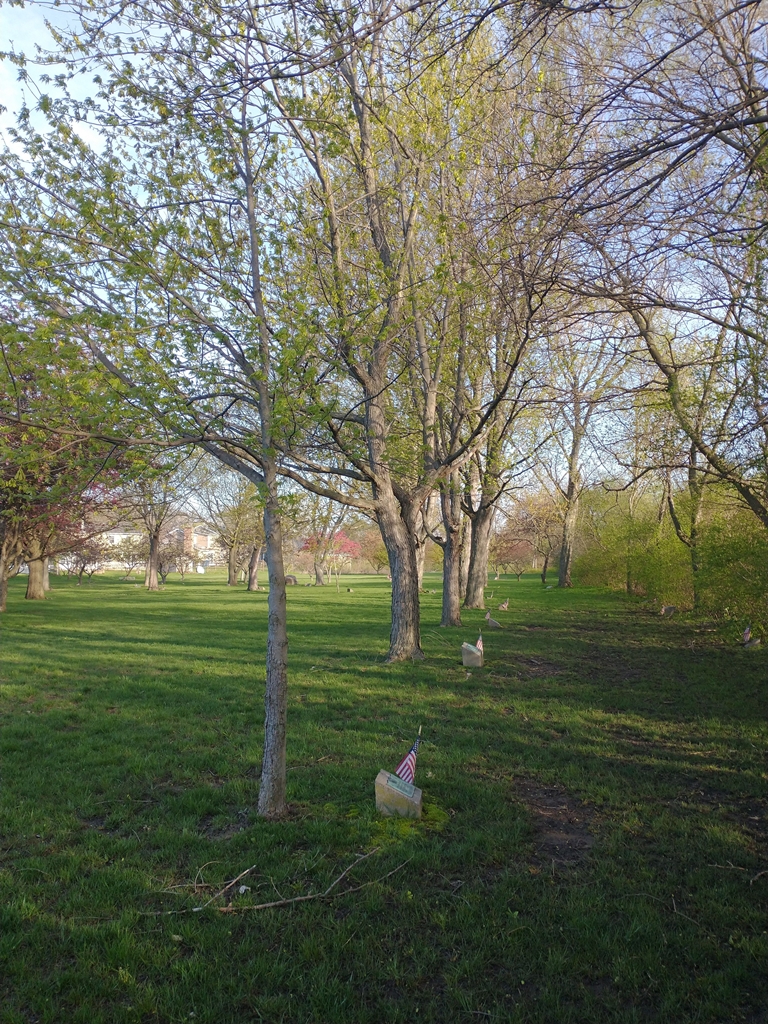 KENNETH SHULL WAR MEMORIAL TREE