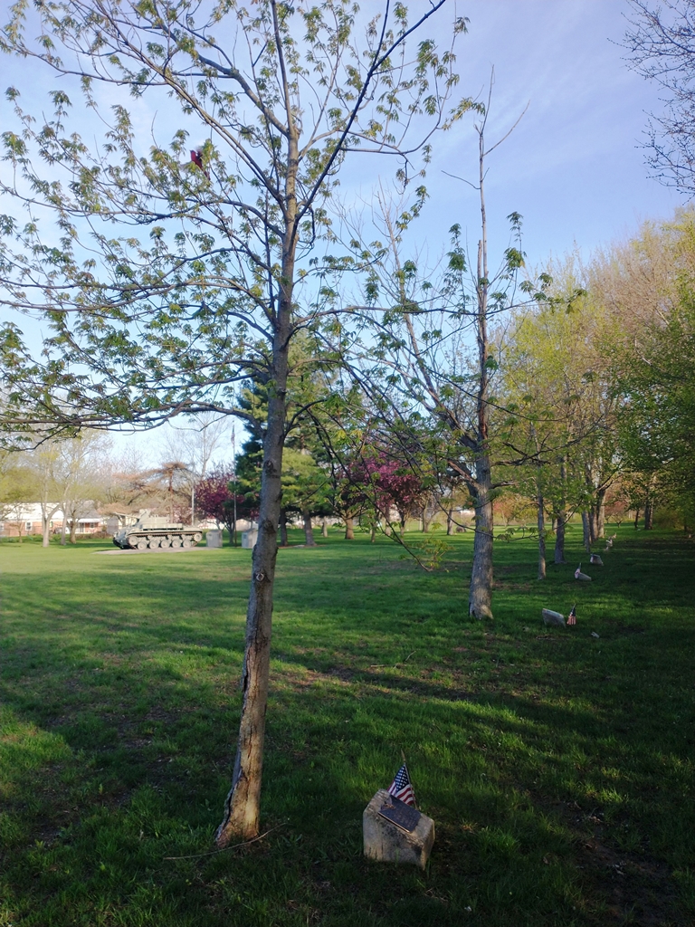 TADEUSZ H. TURANSKI WAR MEMORIAL TREE