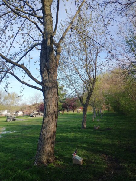 ROBERT WOOD WAR MEMORIAL TREE