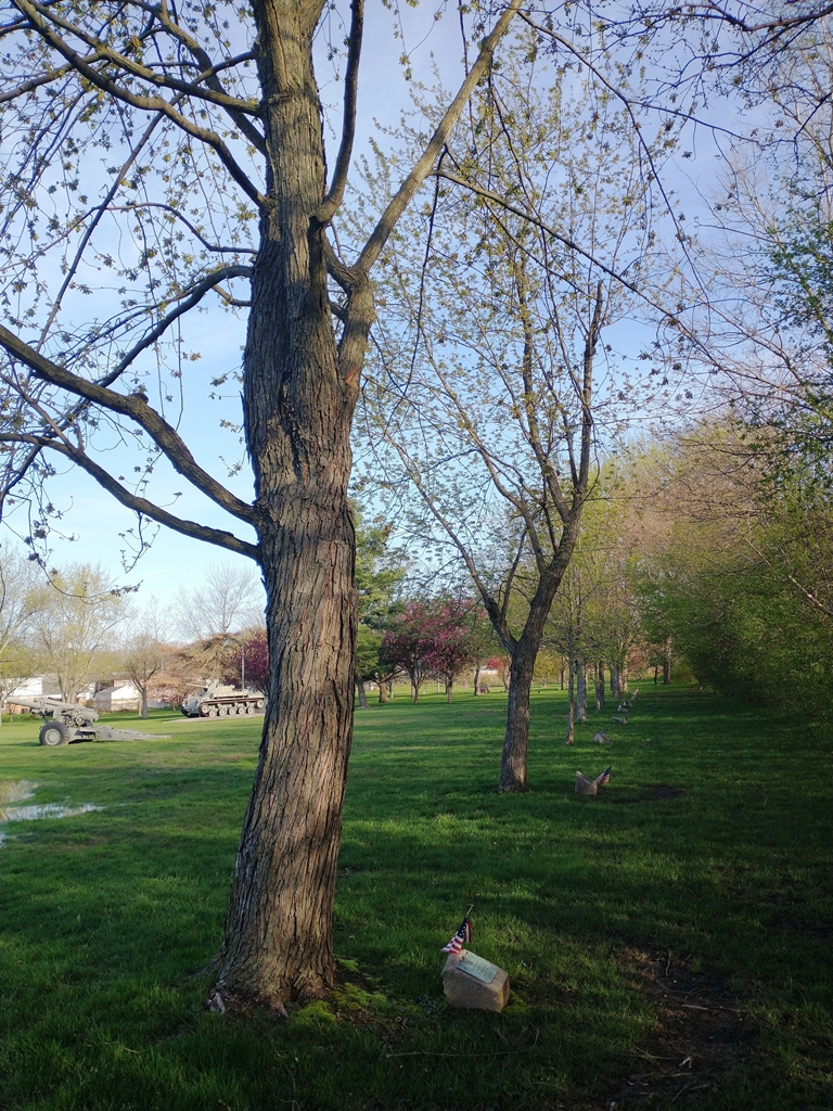 ROBERT WOOD WAR MEMORIAL TREE