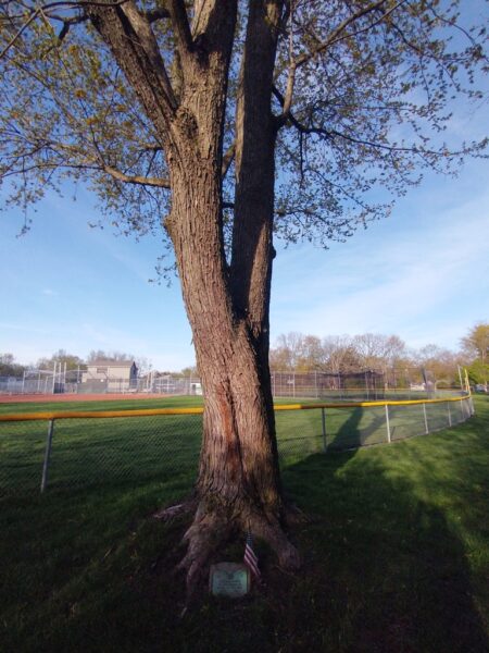 EARL C. YEAGER WAR MEMORIAL TREE