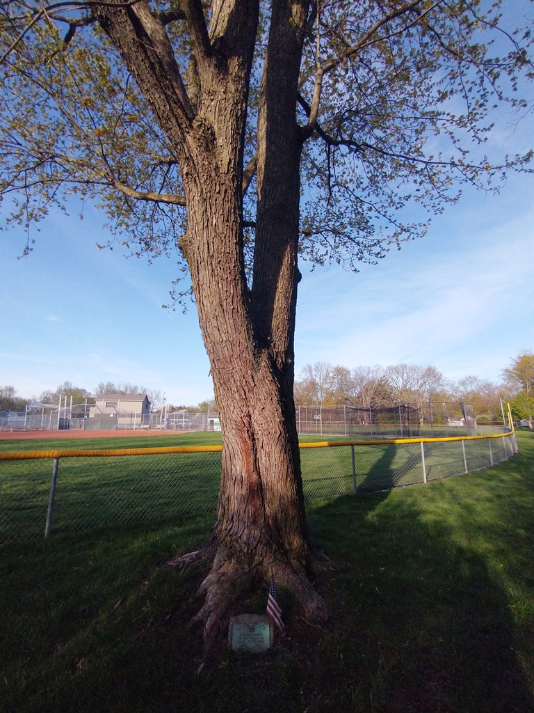 EARL C. YEAGER WAR MEMORIAL TREE