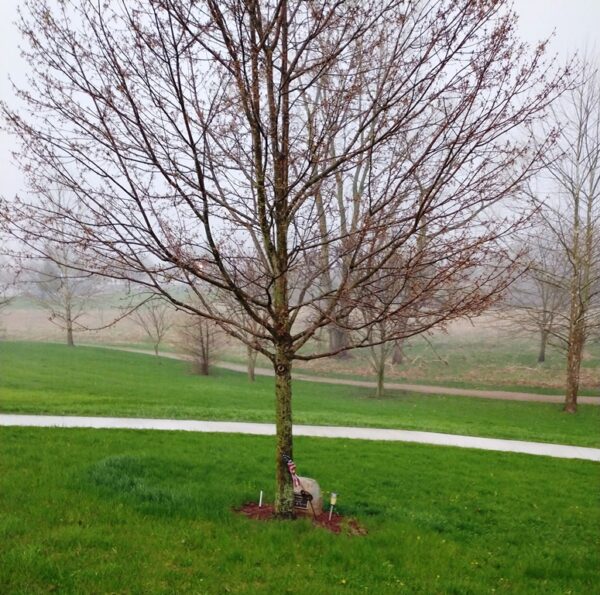 ARTHUR RUSSELL PERRY WAR MEMORIAL TREE