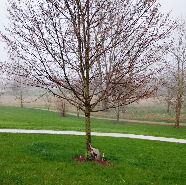 ARTHUR RUSSELL PERRY WAR MEMORIAL TREE