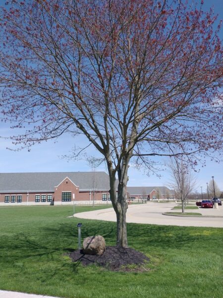 OTTAWA EISENHOWER GREEN ASH TREE MEMORIAL