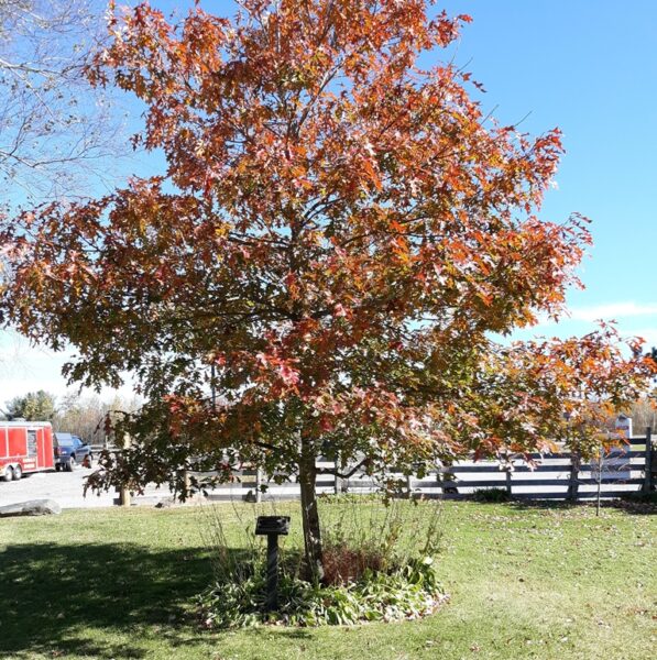 THE TREE OF LIBERTY ECKLEY MINERS’ VILLAGE MEMORIAL