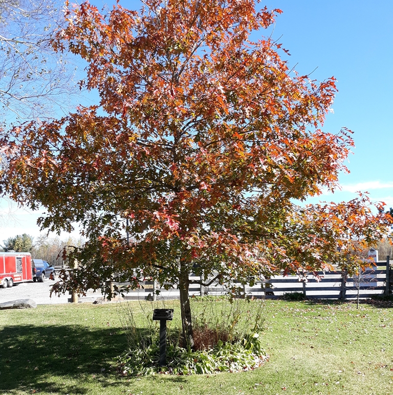 THE TREE OF LIBERTY ECKLEY MINERS’ VILLAGE MEMORIAL