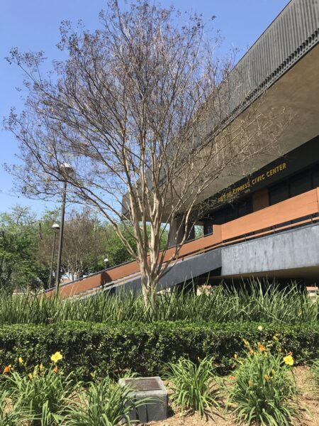 THE FREEDOM TREE SPEC 4 DAVID MUNOZ WAR MEMORIAL