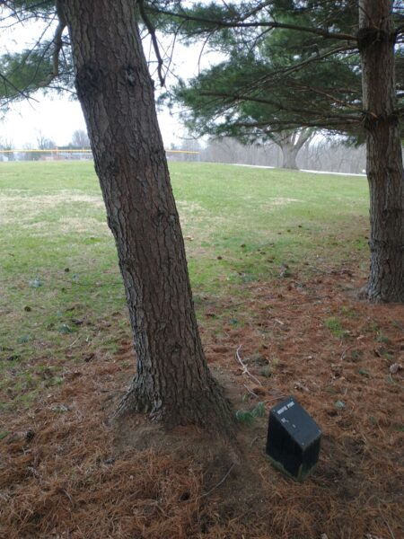 THE DAVIDSON BROTHERS WHITE PINE MEMORIAL TREE