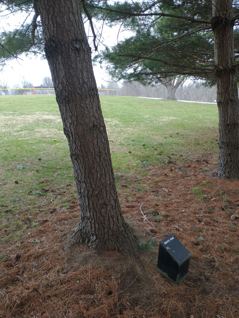 THE DAVIDSON BROTHERS WHITE PINE MEMORIAL TREE