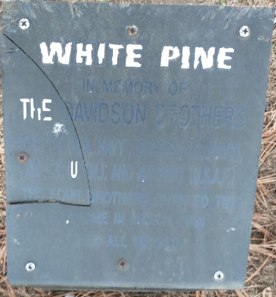 THE DAVIDSON BROTHERS WHITE PINE MEMORIAL TREE PLAQUE