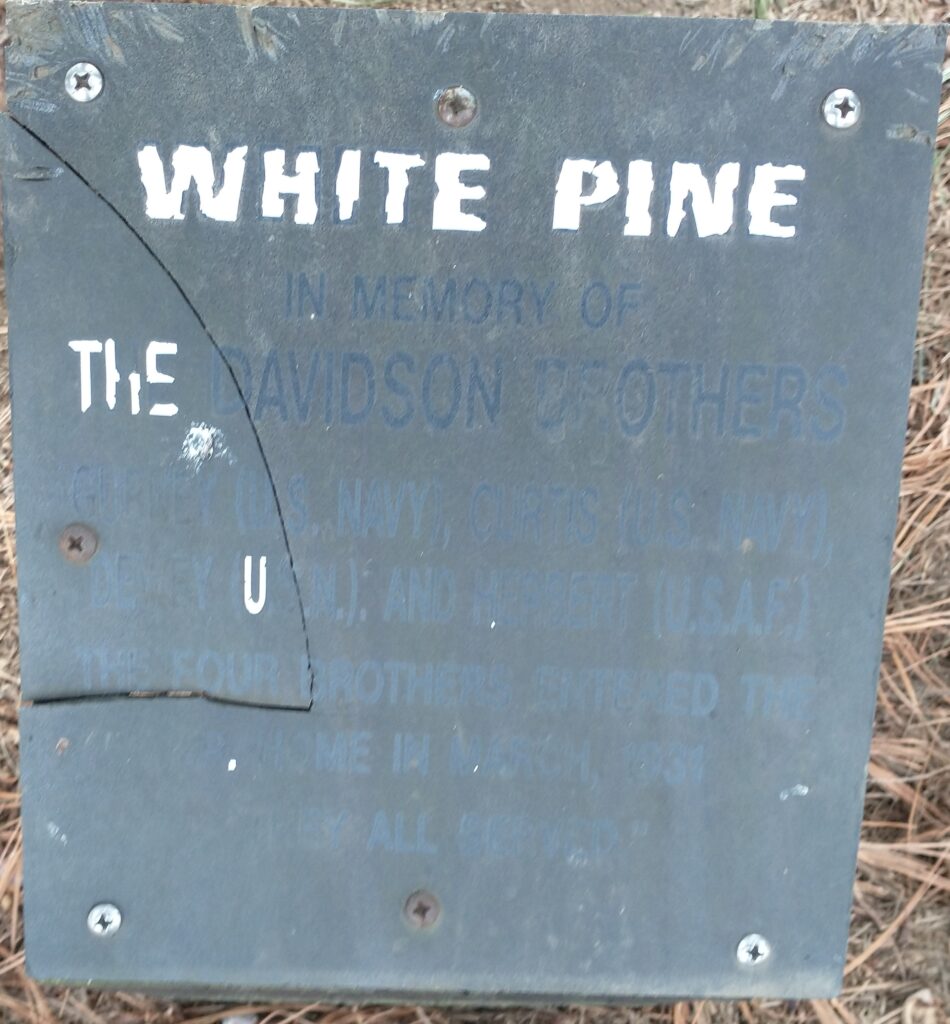 THE DAVIDSON BROTHERS WHITE PINE MEMORIAL TREE PLAQUE