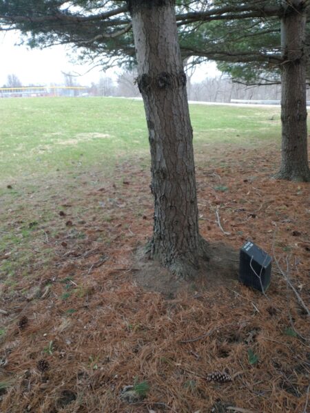 2ND LT. GEORGE W. LOCKE, JR AMERICAN WHTIE PINE MEMORIAL TREE