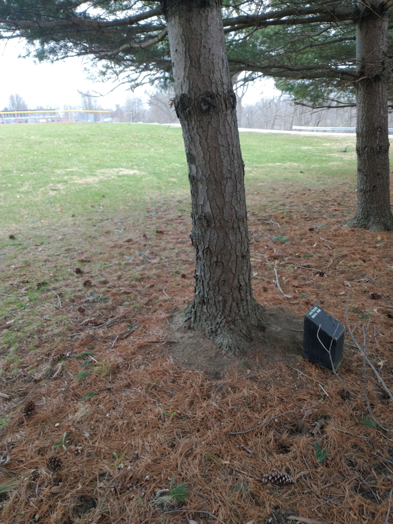 2ND LT. GEORGE W. LOCKE, JR AMERICAN WHTIE PINE MEMORIAL TREE